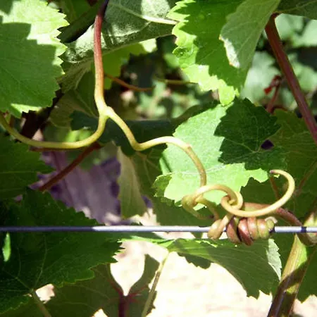 Le Domaine Des Gauliers Chavagnes